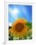 Sunflower-null-Framed Photographic Print