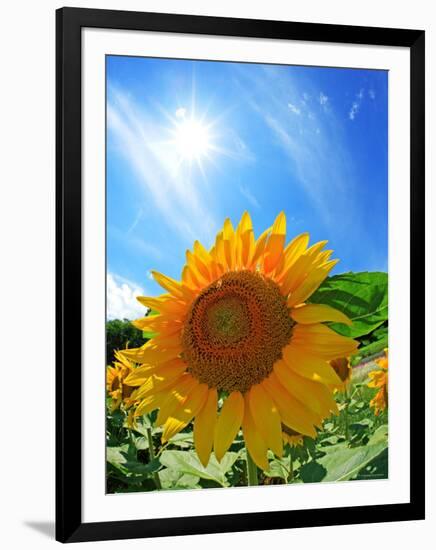 Sunflower-null-Framed Photographic Print