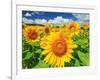 Sunflower-null-Framed Photographic Print