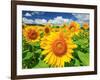 Sunflower-null-Framed Photographic Print