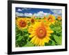 Sunflower-null-Framed Photographic Print