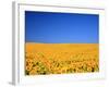 Sunflower-null-Framed Photographic Print