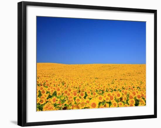 Sunflower-null-Framed Photographic Print