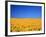 Sunflower-null-Framed Photographic Print