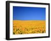 Sunflower-null-Framed Photographic Print