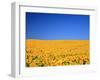 Sunflower-null-Framed Photographic Print