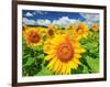 Sunflower-null-Framed Photographic Print