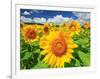 Sunflower-null-Framed Photographic Print