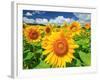 Sunflower-null-Framed Photographic Print