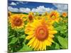 Sunflower-null-Mounted Photographic Print