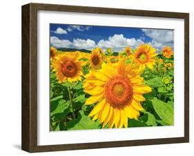 Sunflower-null-Framed Photographic Print