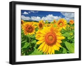 Sunflower-null-Framed Photographic Print