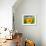 Sunflower-null-Framed Photographic Print displayed on a wall