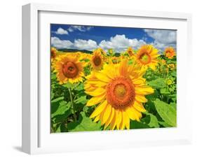 Sunflower-null-Framed Photographic Print