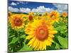 Sunflower-null-Mounted Photographic Print