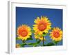 Sunflower-null-Framed Photographic Print