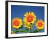 Sunflower-null-Framed Photographic Print