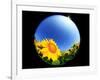 Sunflower-null-Framed Photographic Print