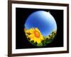 Sunflower-null-Framed Photographic Print