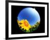 Sunflower-null-Framed Photographic Print