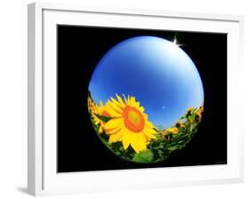 Sunflower-null-Framed Photographic Print