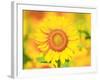 Sunflower-null-Framed Photographic Print