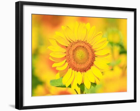 Sunflower-null-Framed Photographic Print