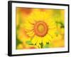 Sunflower-null-Framed Photographic Print