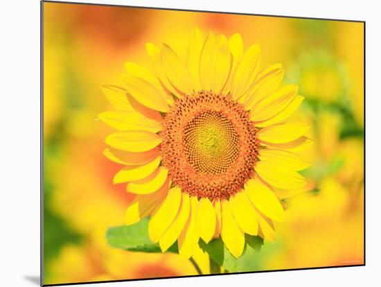 Sunflower-null-Mounted Photographic Print