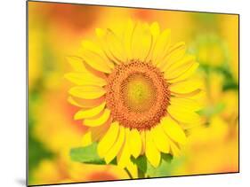 Sunflower-null-Mounted Photographic Print