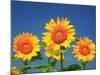 Sunflower-null-Mounted Photographic Print