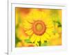 Sunflower-null-Framed Photographic Print