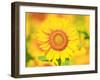 Sunflower-null-Framed Photographic Print