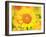 Sunflower-null-Framed Photographic Print