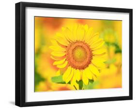 Sunflower-null-Framed Photographic Print