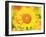 Sunflower-null-Framed Photographic Print