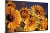 Sunflower-Emma Styles-Mounted Art Print
