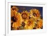 Sunflower-Emma Styles-Framed Art Print