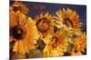 Sunflower-Emma Styles-Mounted Art Print