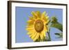 Sunflower-null-Framed Photographic Print