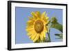 Sunflower-null-Framed Photographic Print