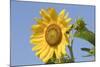 Sunflower-null-Mounted Photographic Print