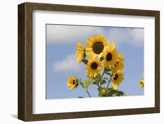 Sunflower-null-Framed Photographic Print