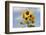 Sunflower-null-Framed Photographic Print