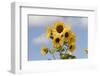 Sunflower-null-Framed Photographic Print