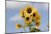 Sunflower-null-Mounted Photographic Print