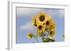 Sunflower-null-Framed Photographic Print