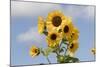 Sunflower-null-Mounted Photographic Print