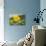 Sunflower-Lynn M^ Stone-Photographic Print displayed on a wall