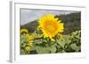 Sunflower-Lynn M^ Stone-Framed Photographic Print